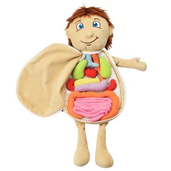 Модел Анатомическая Кукла Обучение мека играчка на Човешкия Торс, Модели на тялото Анатомия Анатомични Медицински Вътрешни Органи За обучение
